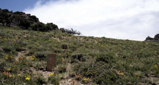 Treasure City cemetery